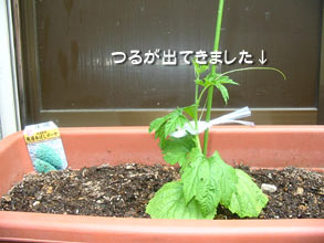 2005年4月30日のゴーヤ