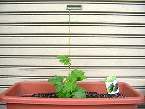 2005年5月7日の元気なしゴーヤ